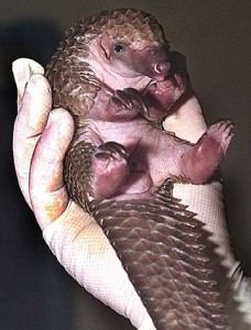 baby-pangolin