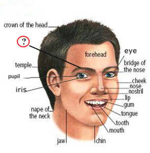 face parts vocabulary